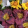 Photo Courtesy of Walter's Gardens, Inc.