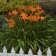 Photo Courtesy of Walter's Gardens, Inc.