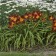 Photo Courtesy of Walter's Gardens, Inc.