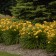 Photo Courtesy of Walter's Gardens, Inc.