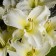 Photo Courtesy of Walter's Gardens, Inc.