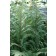 Photo Courtesy of Bailey Nurseries Inc.
