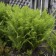 Photo Courtesy of Walter's Gardens, Inc.