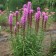 Photo Courtesy of Walter's Gardens, Inc.