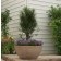 Fine LIne® Buckthorn ©photo ArborTanics Inc.