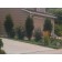 Fine Line® Buckthorn...© ArborTanics Inc.