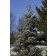 Photo Courtesy of Russell's Nursery, Inc.
