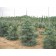 Photo Courtesy of Russell's Nursery, Inc.