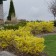 Photo Courtesy of McKay Nursery Company