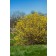 Photo Courtey of Bailey Nurseries Inc.