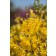 Photo Courtey of Bailey Nurseries Inc.
