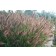 Photo Courtesy of Brent Horvath - Intrinsic Perennial Gardens