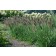 Photo Courtesy of Brent Horvath - Intrinsic Perennial Gardens