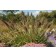 Photo Courtesy of Brent Horvath - Intrinsic Perennial Gardens