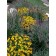 Photo Courtesy of Brent Horvath - Intrinsic Perennial Gardens