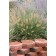 Photo Courtesy of Walter's Gardens, Inc.