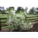 WHITE FRINGETREE ©photo by ArborTanics inc.