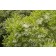 Photo Courtesy of Monrovia