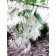 Photo Courtesy of Bailey Nurseries Inc.