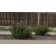Froebel Spirea...©photo ArborTanics Inc.