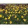Photo Courtesy of Intrinsic Perennial Gardens, Inc.