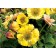 Image courtesy Terra Nova Nursery