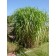 Giant Japanese Silver Grass...©photo ArborTanics Inc.