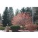 FLAME GINNALA MAPLE -Clump ©photo Arbortanics Inc.