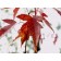 FLAME GINNALA MAPLE ©photo ArborTanics Inc.