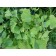 Ginkgo biloba Summer Foliage - Generic - WIki Commons Public Domain