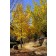 Ginkgo biloba-Generic