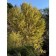 Photo Courtesy of JC Raulston Arboretum