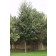 Glenleven Linden...©photo ArborTanics inc.