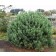 Dwarf Globe Scotch Pine
