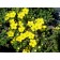 Gold Drop Potentilla...©photo ArborTanics Inc.