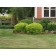 Goldmound Spirea...©photo ArborTanics Inc.