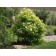 Golden Elder...copywirite©ArborTanics Inc.