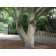 Goldenrain Tree ©photo ArborTanics Inc.