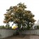 Goldenrain Tree -©photo ArborTanics Inc.