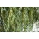 Niobe Weeping Willow...©photo ArborTanics Inc.
