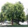 Goldenrain Tree ©photo ArborTanics Inc.