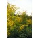 Goldenrod Flower - Generic