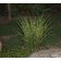 Gold Bar Miscanthus...©photo ArborTanics Inc.