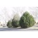 Grande Mugho PIne...©photo ArborTanics Inc.