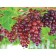 Photo Courtesy of Ball Horticultural Company