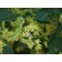 Greenspire Linden-Fragrant Summer Flower ©photo ArborTanics Inc.