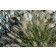 Hameln Fountain Grass...©photo ArborTanics Inc.