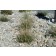 Hameln Fountain Grass...©photo ArborTanics Inc.