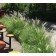 Hameln Fountain Grass...©photo ArborTanics Inc.