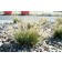 Hameln Fountain Grass...©photo ArborTanics Inc.